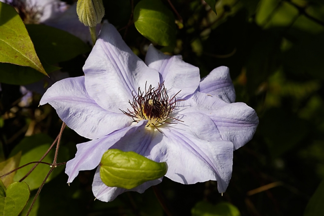 Jardin des Impressionnistes-MAI14-086